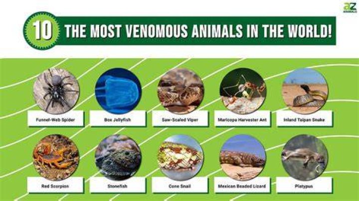 What is the most venomous animal in the world?