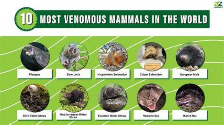 What is the most venomous mammal?
