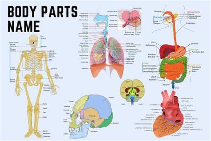 What is the nastiest part of the human body?