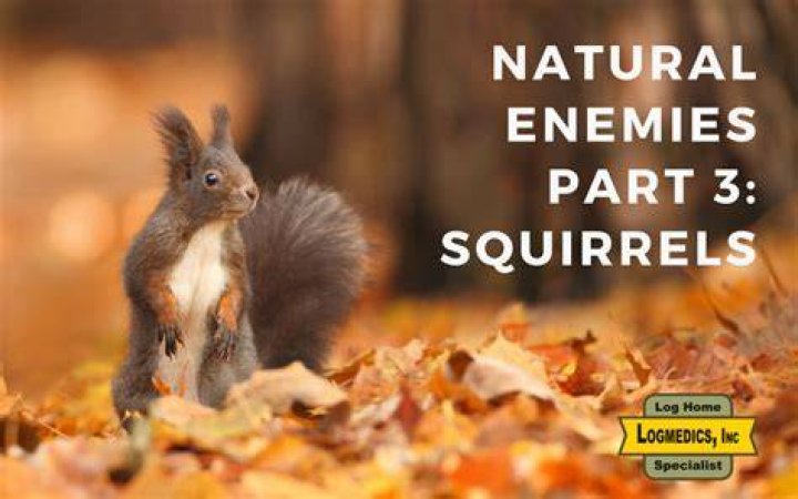 What is the natural enemy of squirrels?