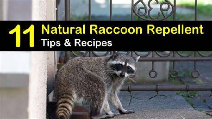 What is the natural enemy of the raccoon?