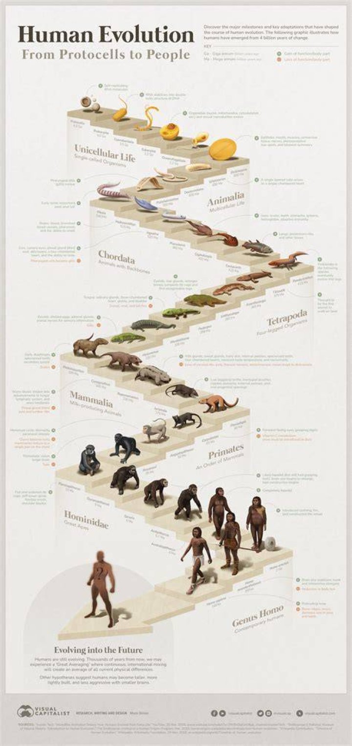 What is the next evolution of humans?