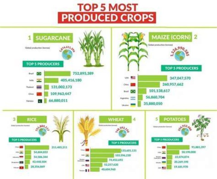 What is the number 1 crop in the world?