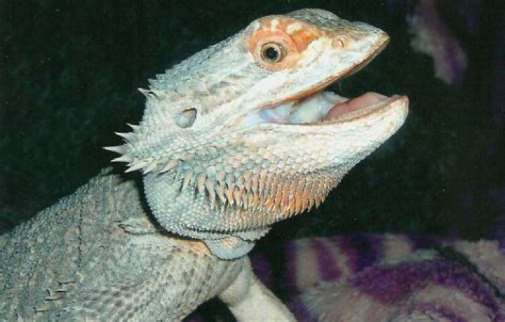 What is the oldest bearded dragon?