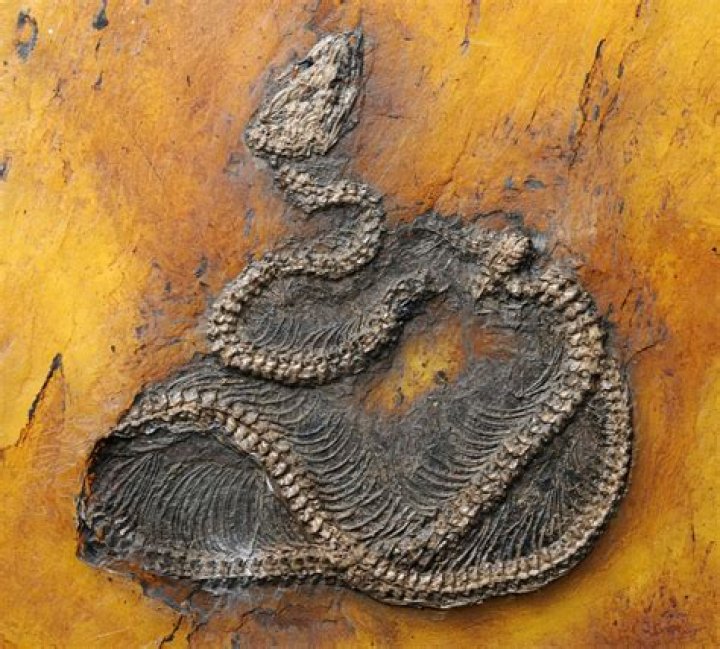 What is the oldest snake?