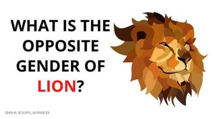 What is the opposite of Lion?