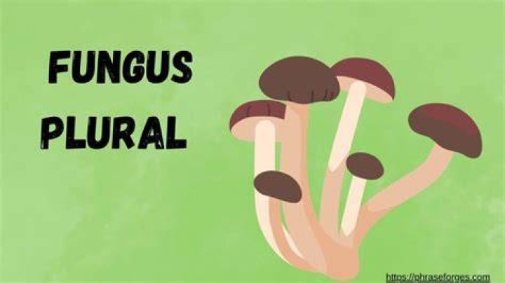 What is the plural of fungus?