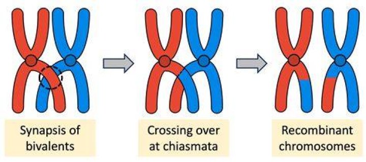 What is the process of crossing over?