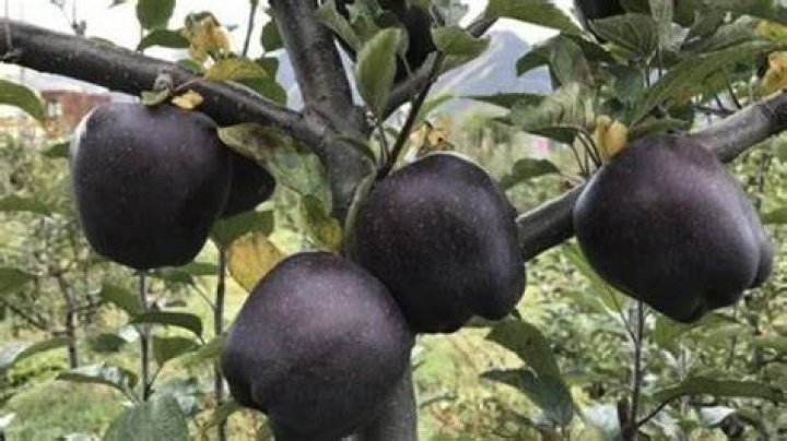 What is the rarest apple?