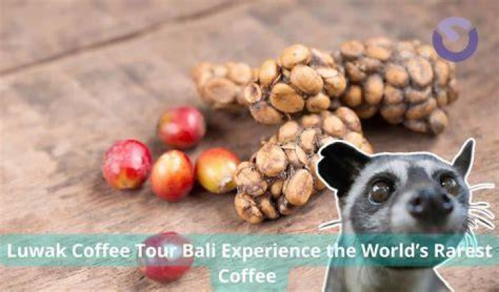 What is the rarest coffee in the world?