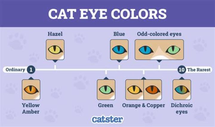 What is the rarest eye color in cats?