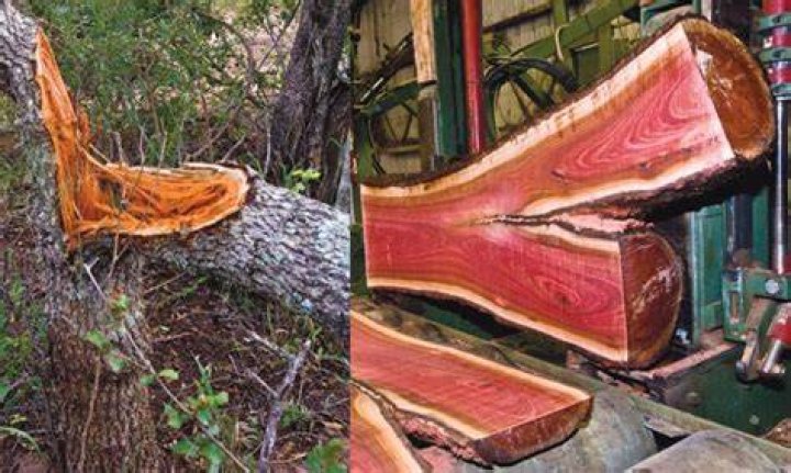 What is the rarest wood in the world?