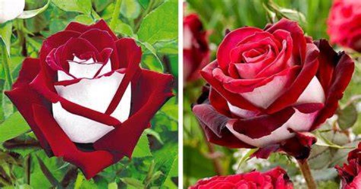 What is the red and white rose called?