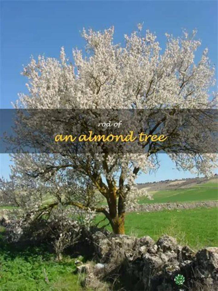 What is the rod of an almond tree?