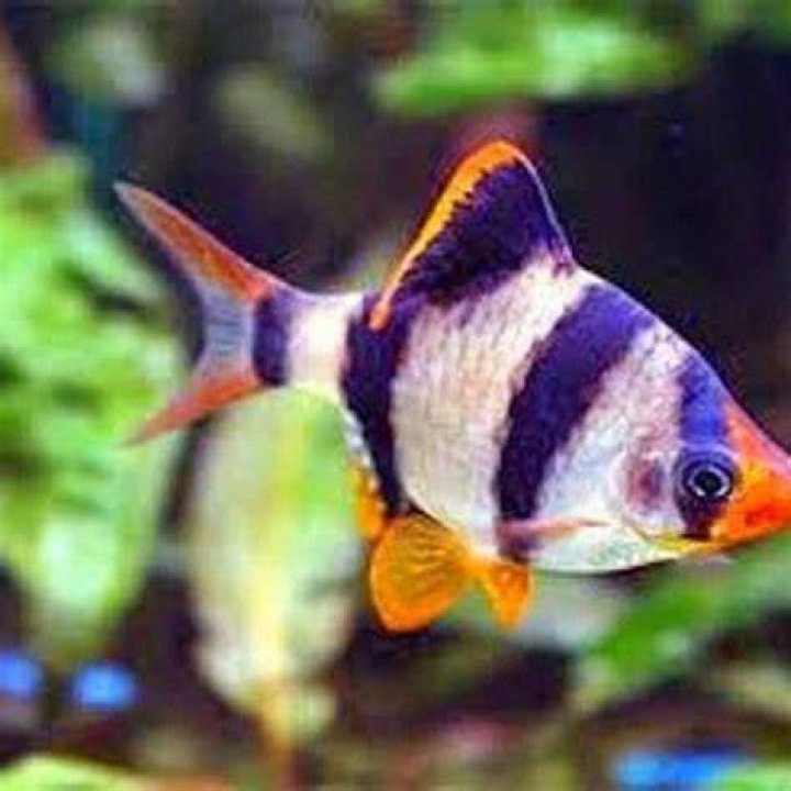 What is the smallest barb?