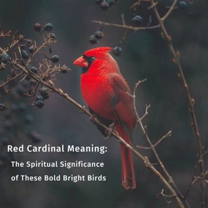 What is the spiritual significance of a red cardinal?