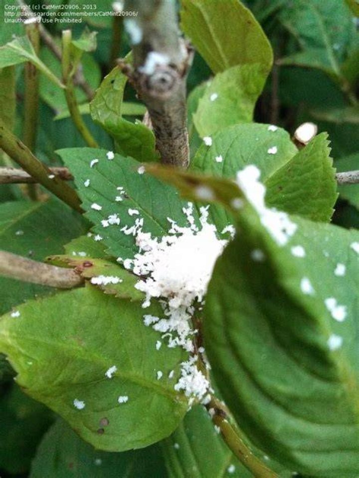 What is the white sticky stuff on my hydrangea?