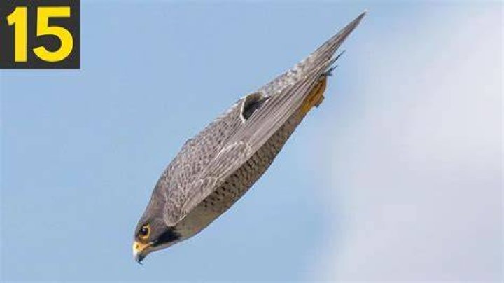 What is the world's fastest bird?