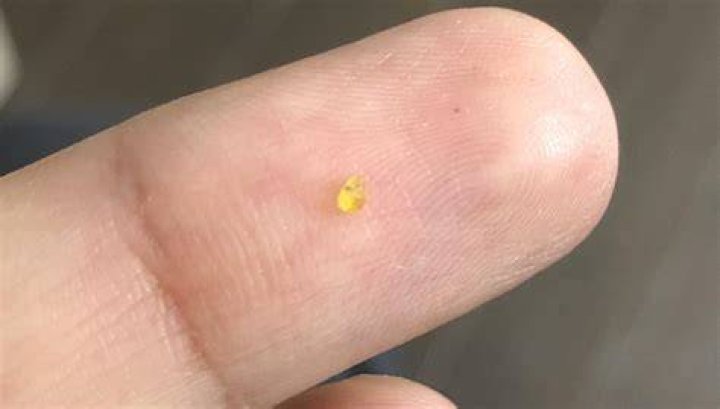 What is the yellow stuff coming out of a bee?