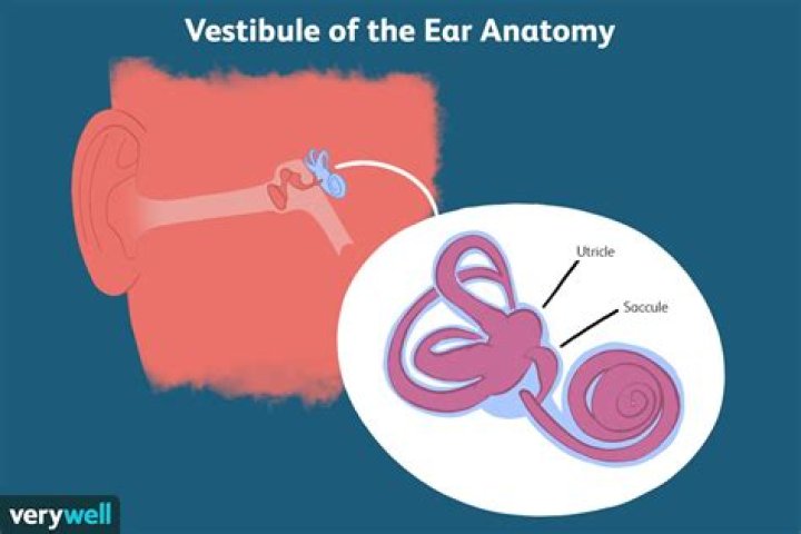 What is vestibule of ear?