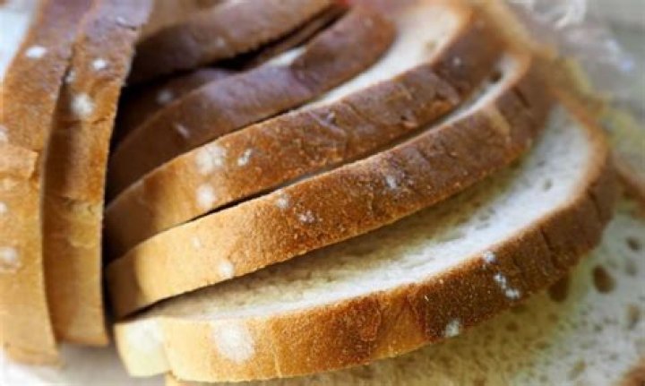 What is white mold on bread called?