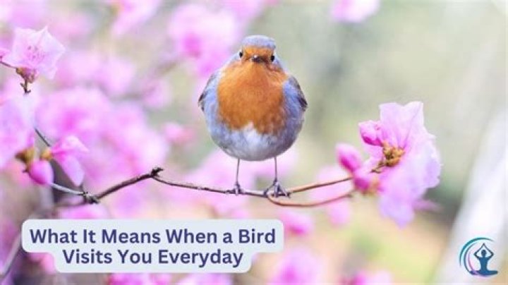 What it means when a bird visits you?