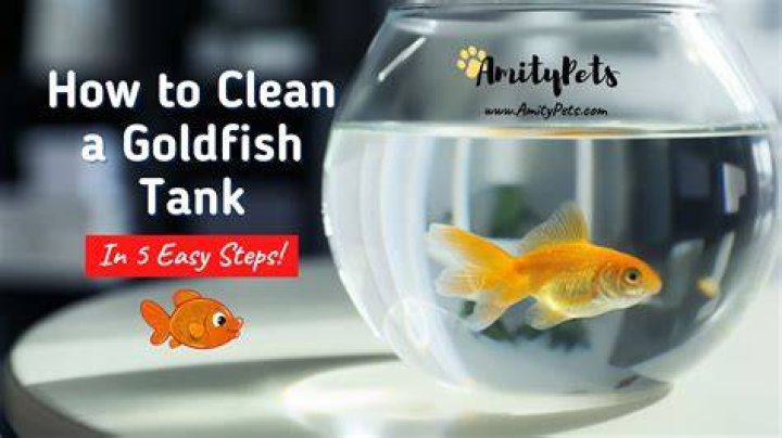 What kills goldfish in a tank?