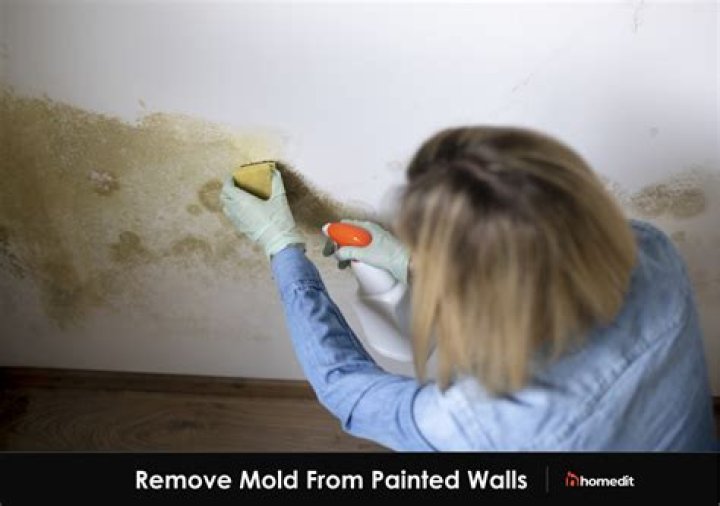 What kills mold inside walls?