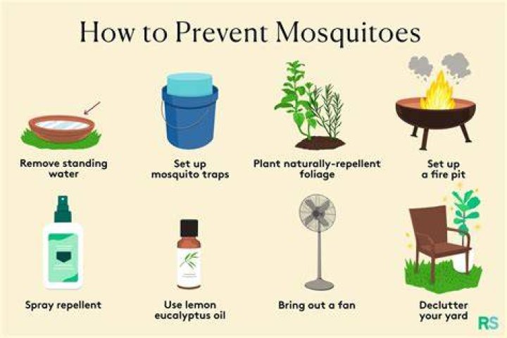 What kills mosquitoes the best naturally?