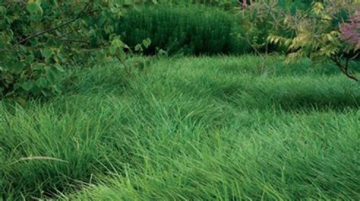 What kind of grass should I plant in my horse pasture?
