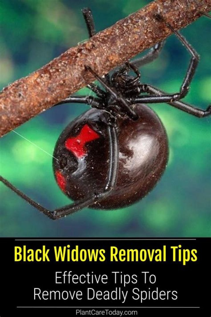 What kind of help can a widow get?