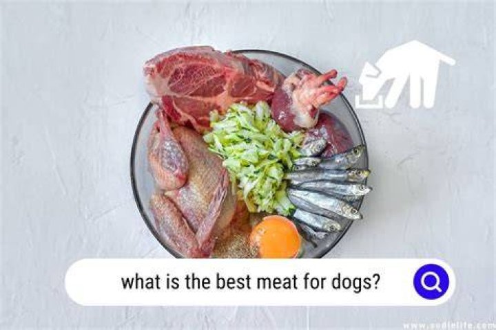 What kind of meat is best for dogs?