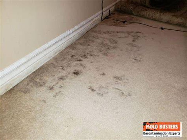 What kind of mold grows under wet carpet?
