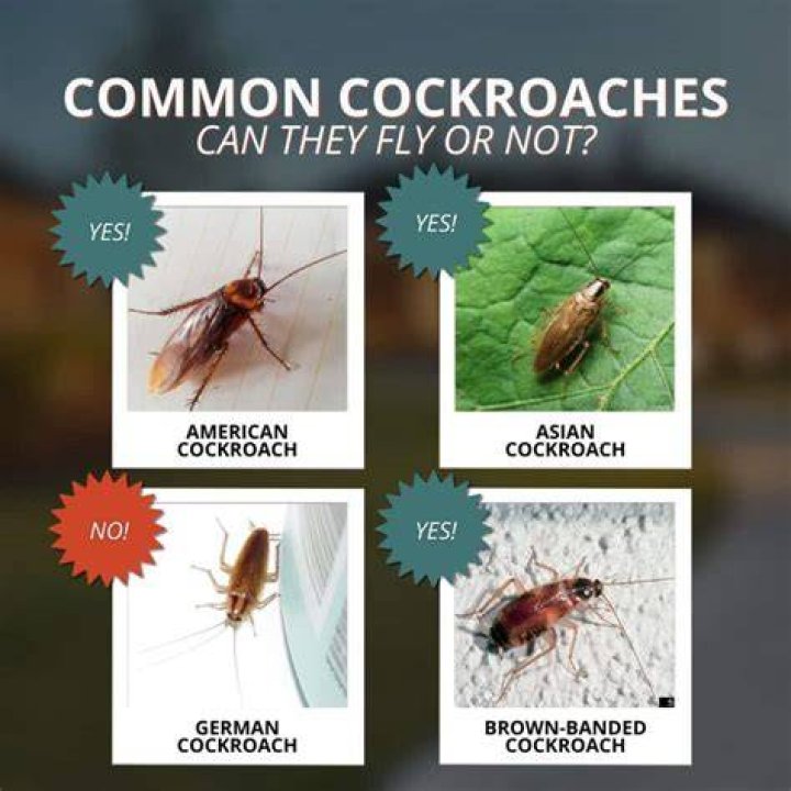 What kind of roaches fly?