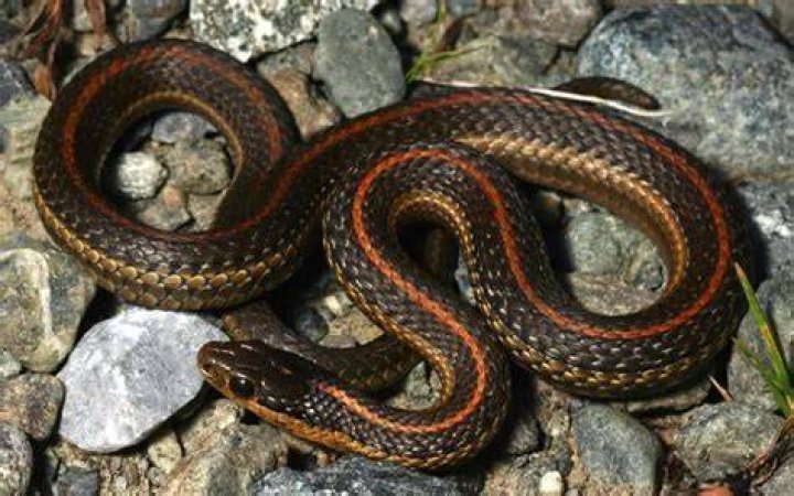 What kind of snake has an orange stripe down its back?