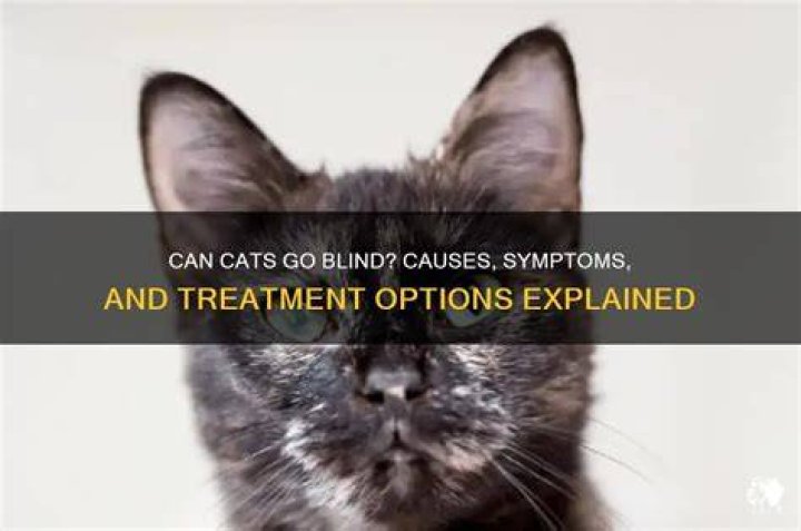 What makes a cat go blind?