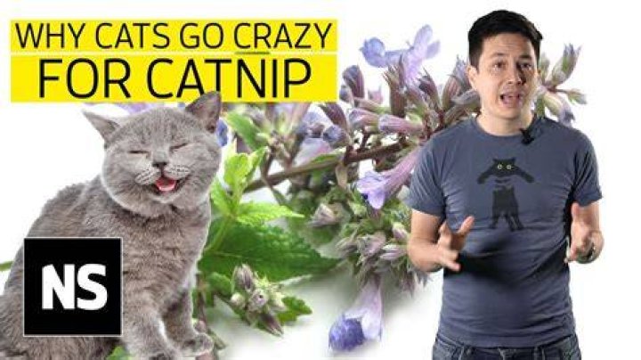 What makes cats go crazy?