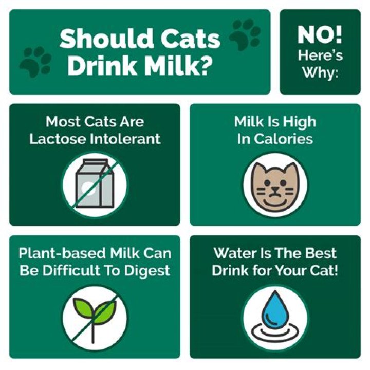 What milk is safe for cats?