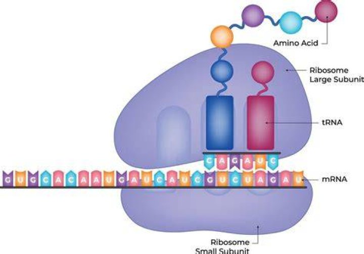What molecule carries amino acids to the ribosome to make a protein chain?