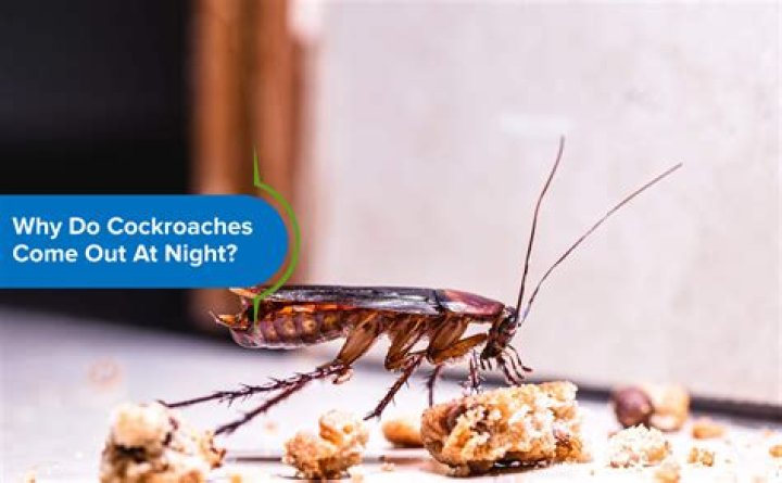 What month do cockroaches come out?