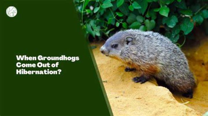 What month do groundhogs come out?