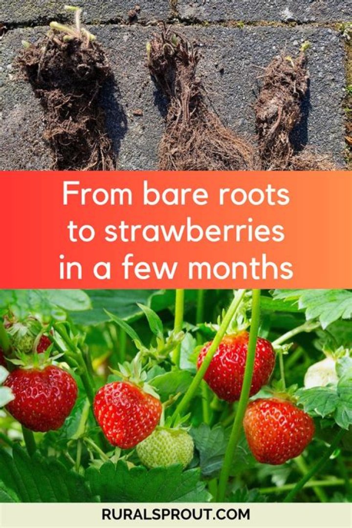 What months are strawberries?