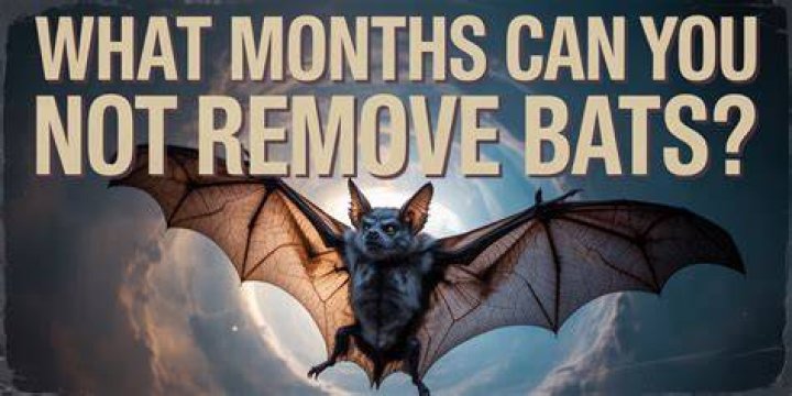 What months Can you remove bats?