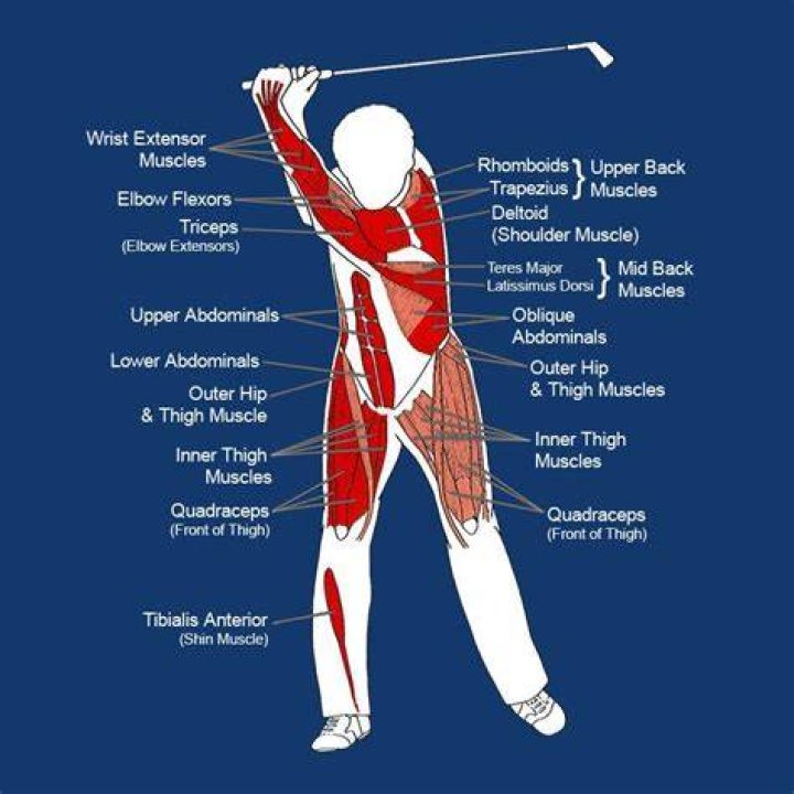 What muscles does golf work?