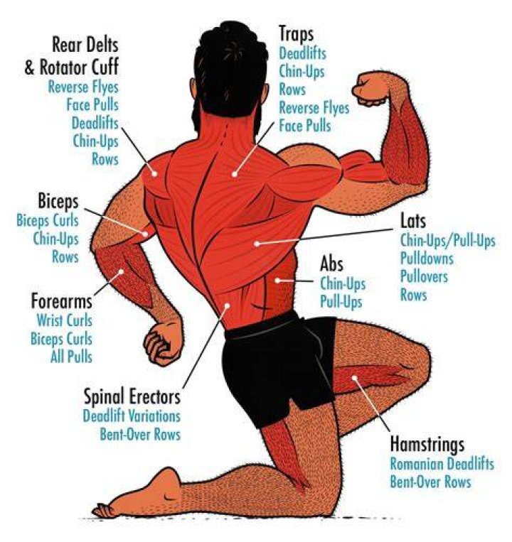 What muscles help in a fight?