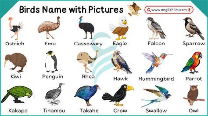 What name means bird?