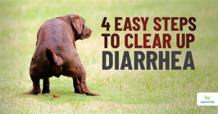What natural remedy can I give my dog for diarrhea?