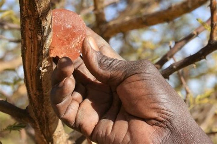 What natural resources are in gum?