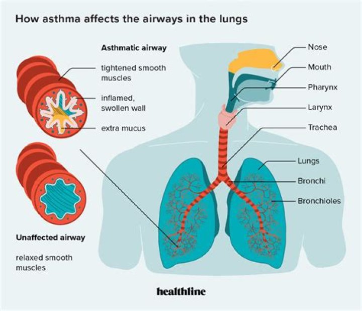 What organs affect asthma?