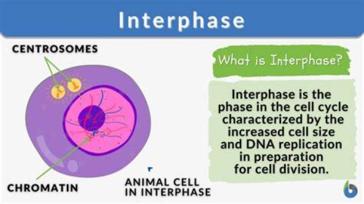What part of interphase is regarded as the most important and why?